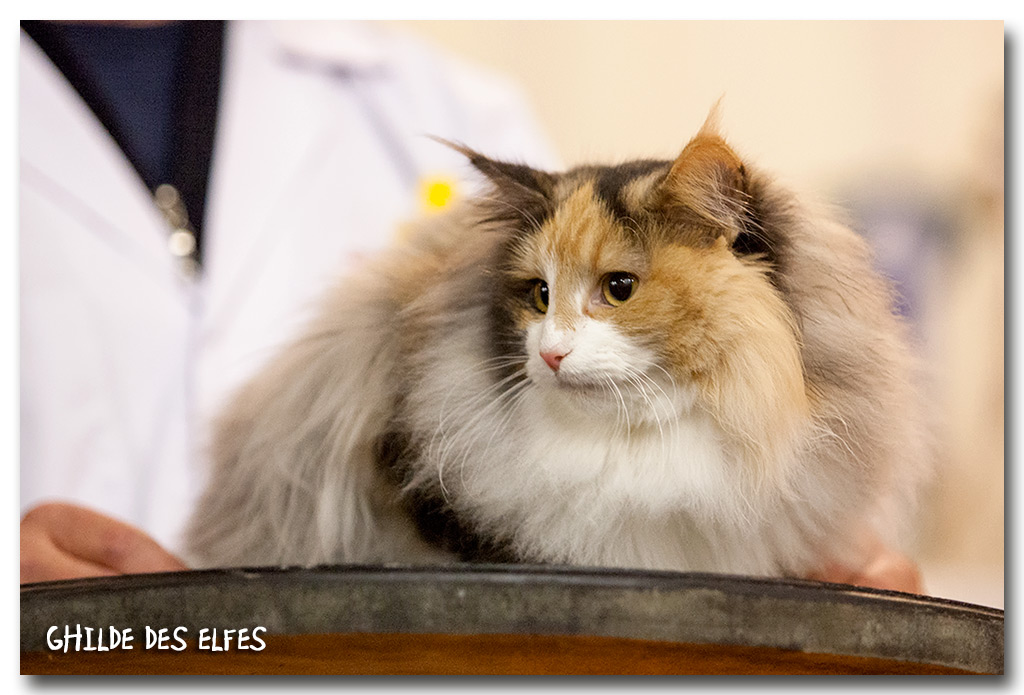 josephine2.jpg - Joséphine Baker des Graulières, chaton 7/10 mois, nominée au BIS le samedi